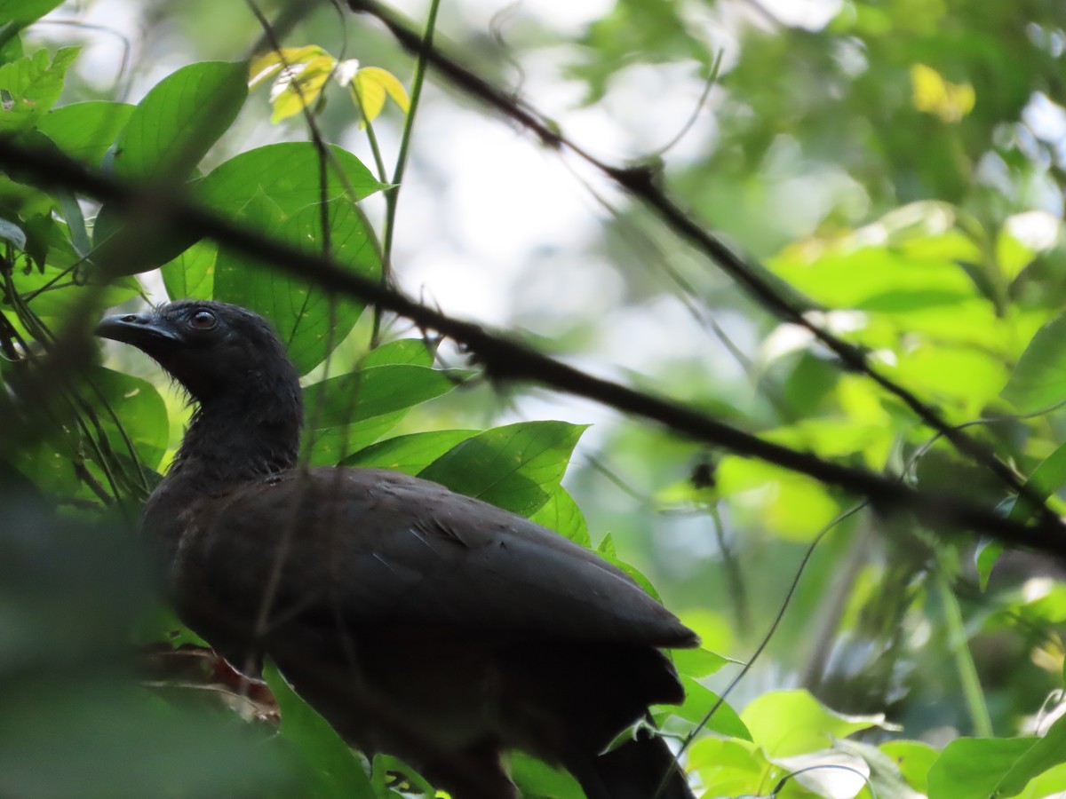 Gray-headed Chachalaca - Randy Lynch