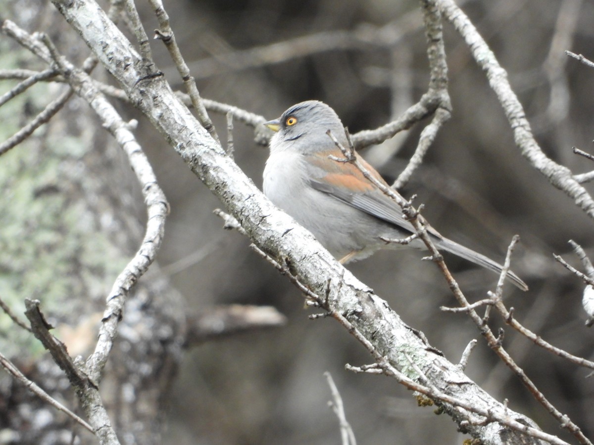 Yellow-eyed Junco - Manuel Alejandro Rodriguez Martinez