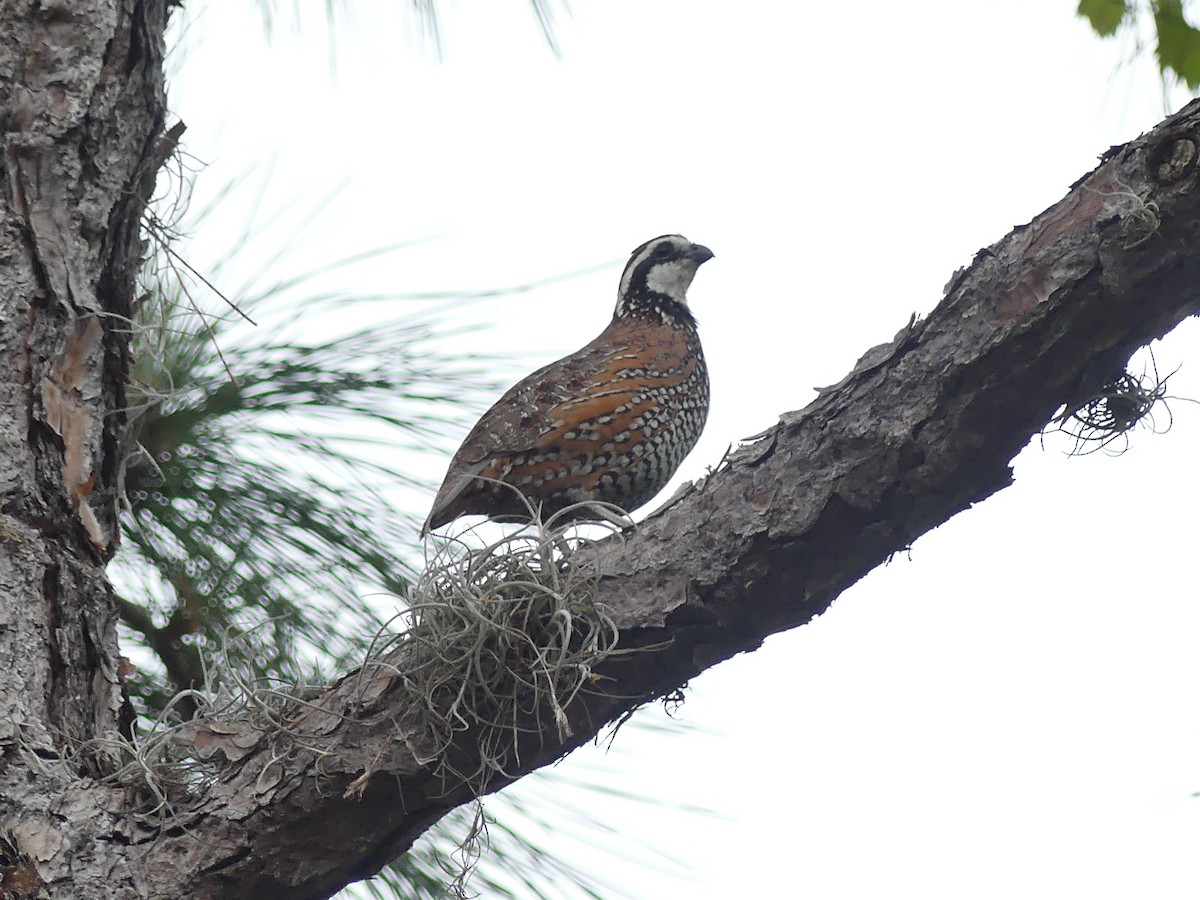 Northern Bobwhite - ML619291980