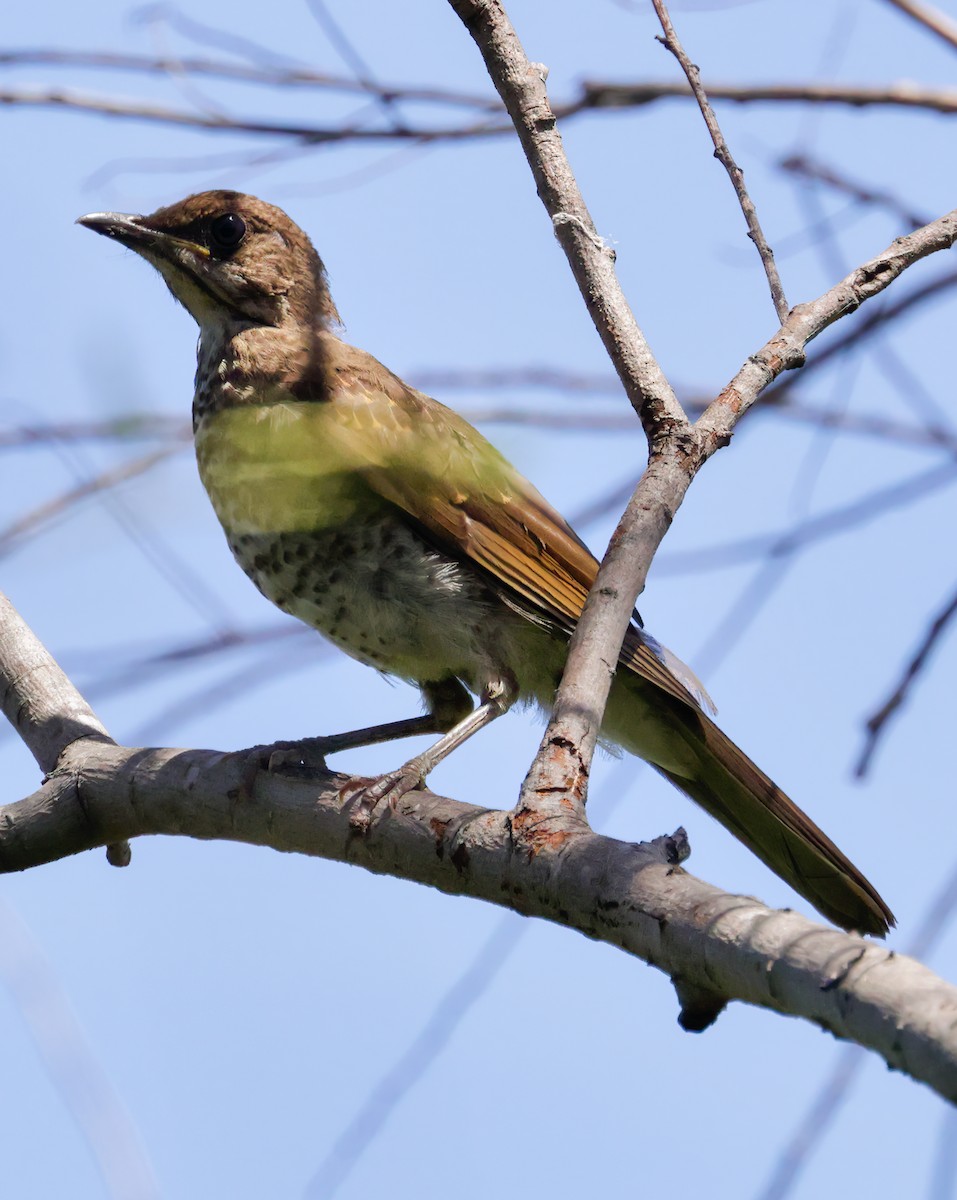 Creamy-bellied Thrush - Anonymous