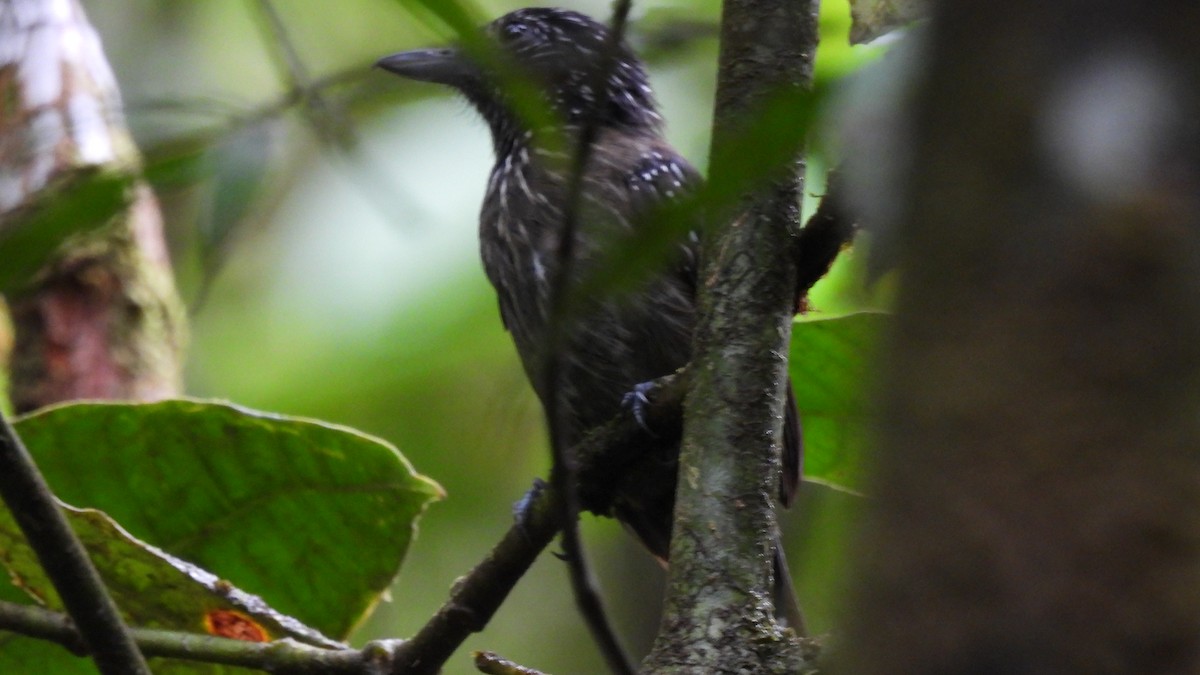 Black-hooded Antshrike - Karen Evans