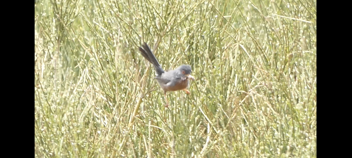 Dartford Warbler - ML619292008