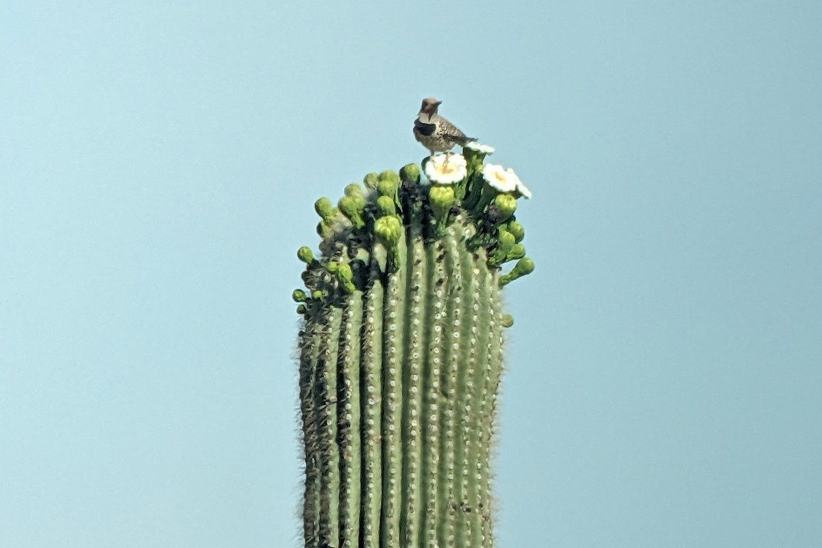 Gilded Flicker - ML619292009