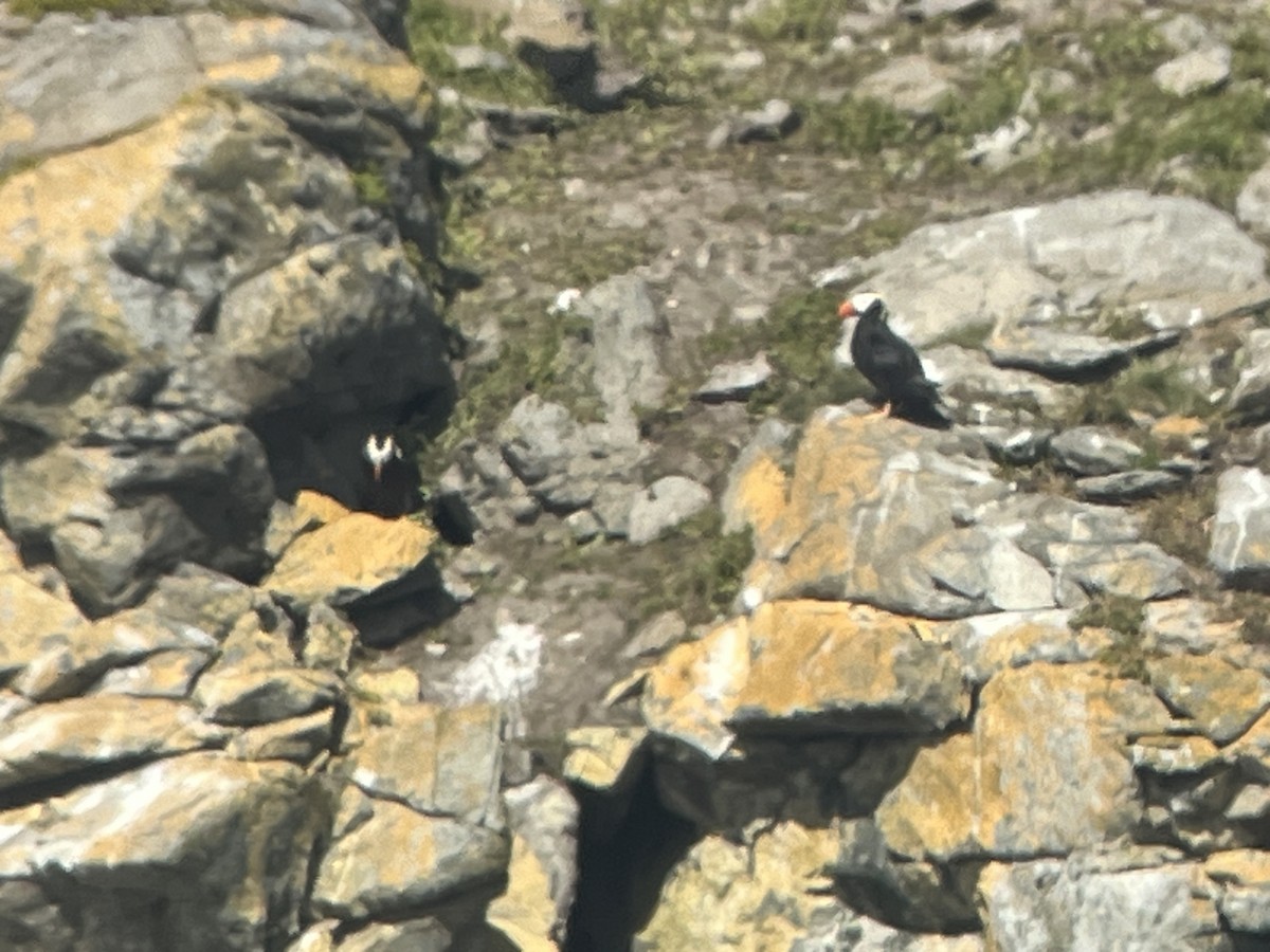 Tufted Puffin - Tim Rodenkirk