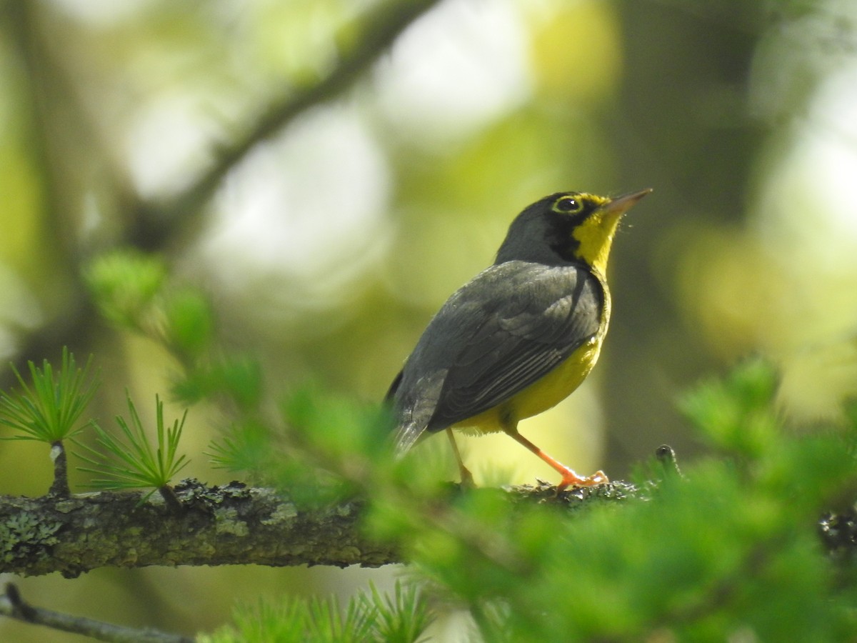 Canada Warbler - Tom Dibblee