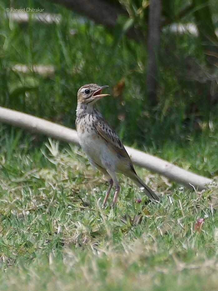 Paddyfield Pipit - Ranjeet Chitrakar