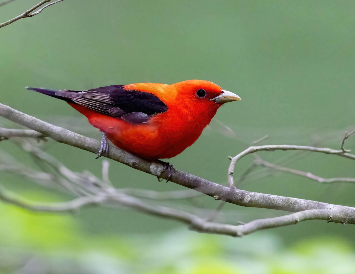 Scarlet Tanager - Brian Smith