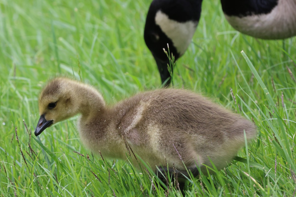 Canada Goose - Phil Kenny