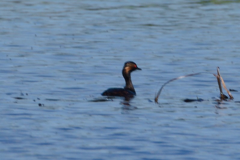 Eared Grebe - Alexandra Baranova