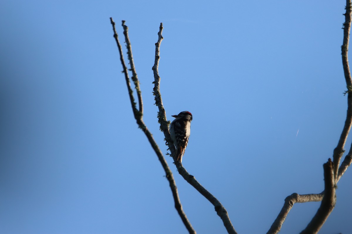 Downy Woodpecker - John Keegan