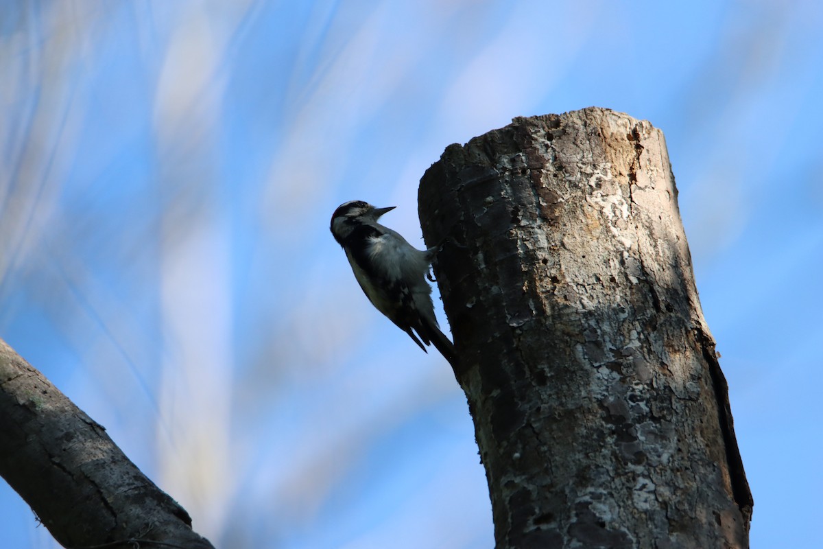 Downy Woodpecker - John Keegan