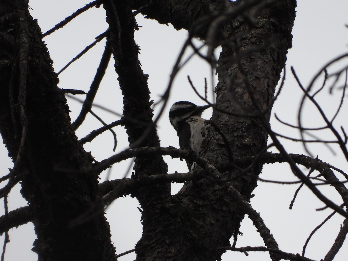 Hairy Woodpecker - Manuel Alejandro Rodriguez Martinez