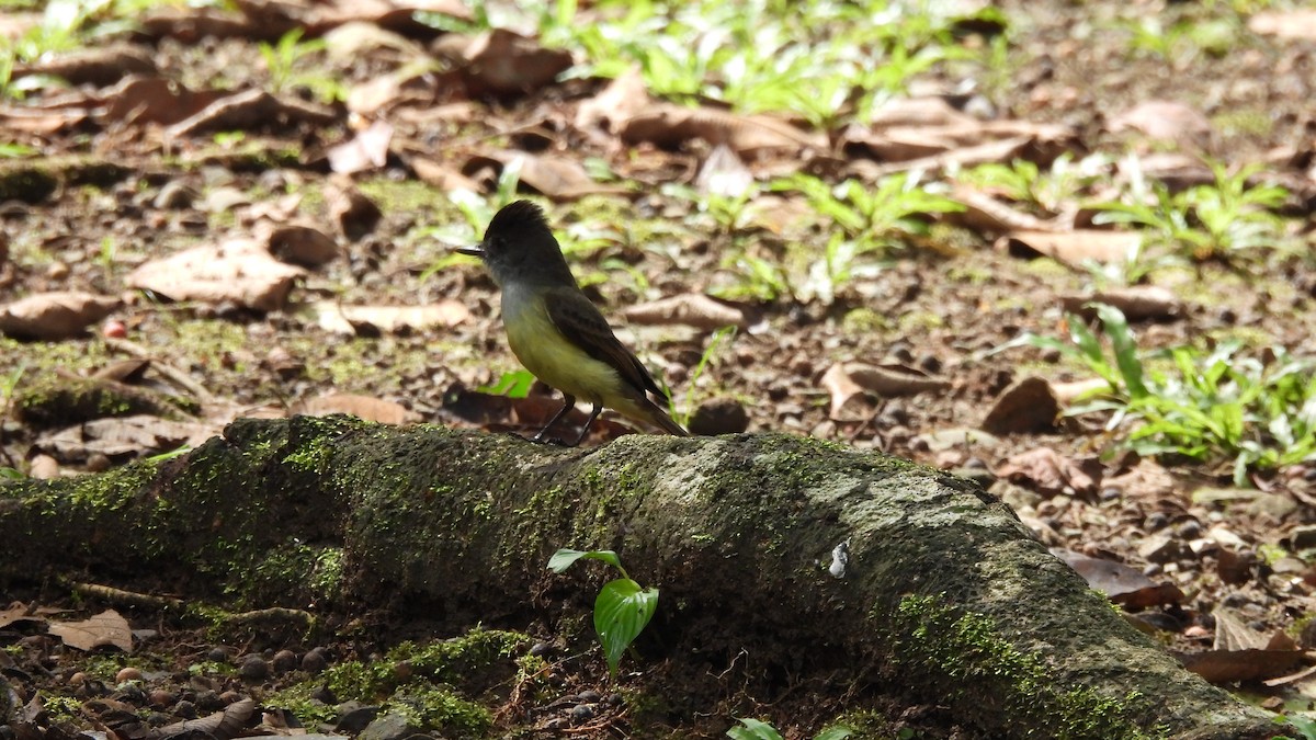 Dusky-capped Flycatcher - Karen Evans