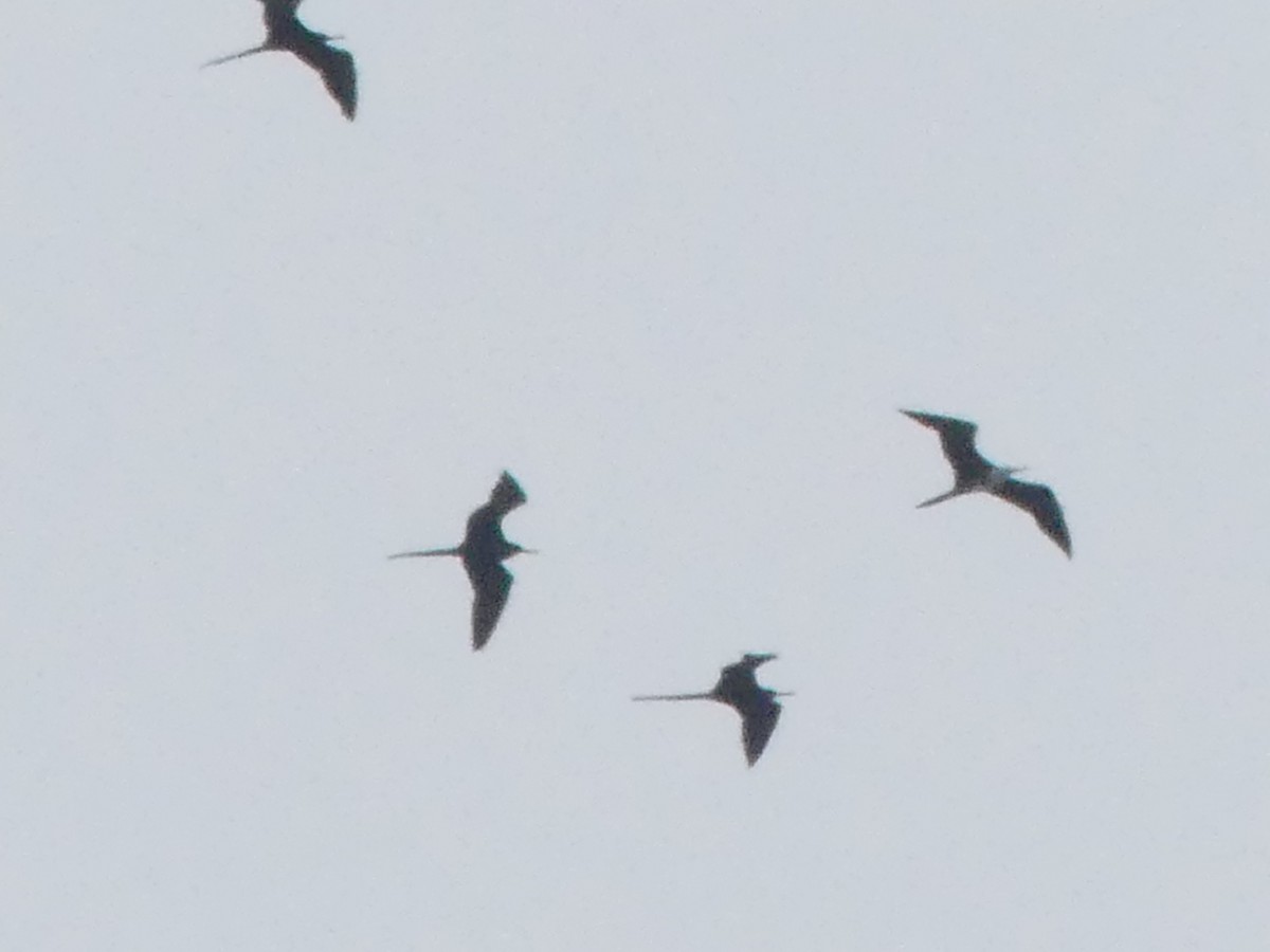 Magnificent Frigatebird - Betty Holcomb