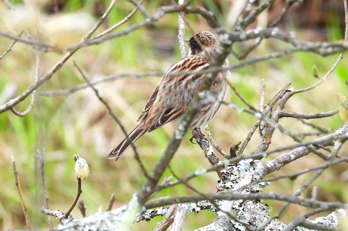Reed Bunting - Morten Winther Dahl