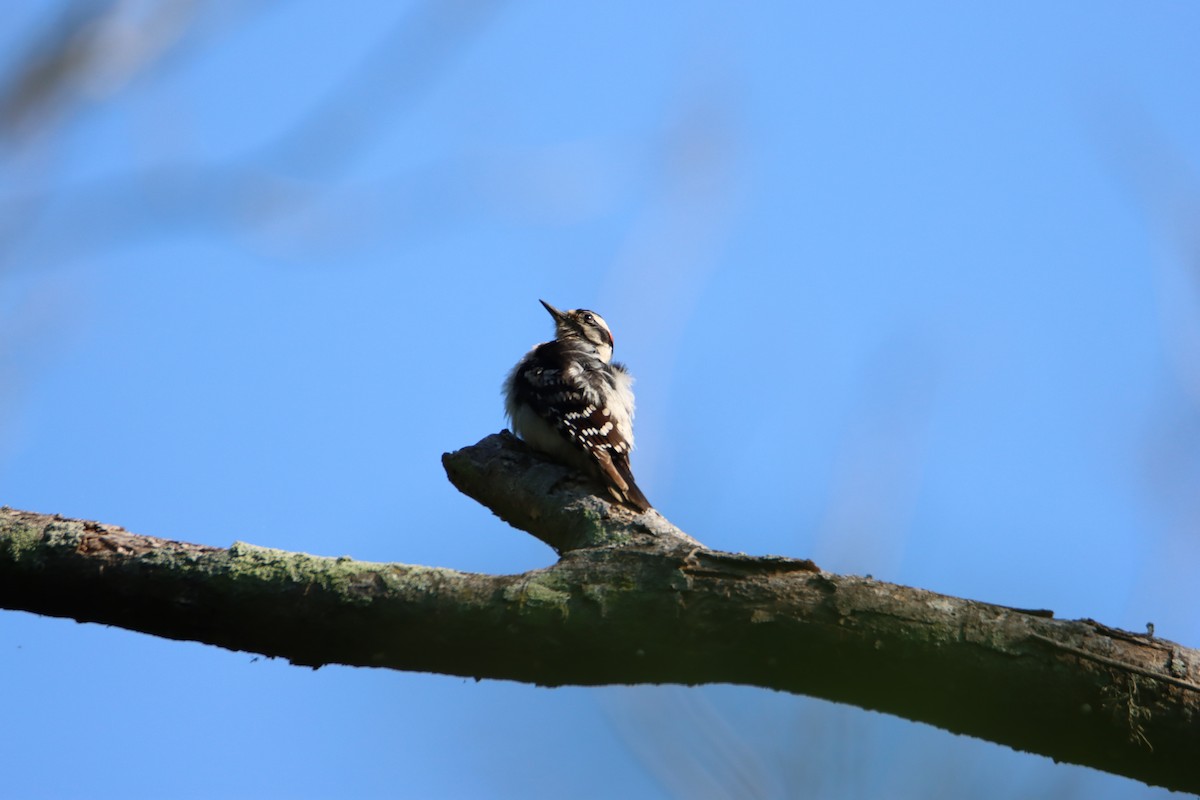 Downy Woodpecker - John Keegan