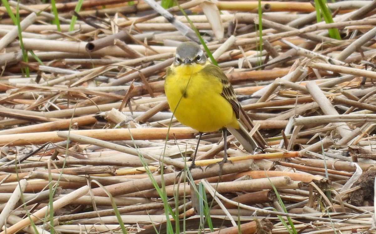 Western Yellow Wagtail - Morten Winther Dahl