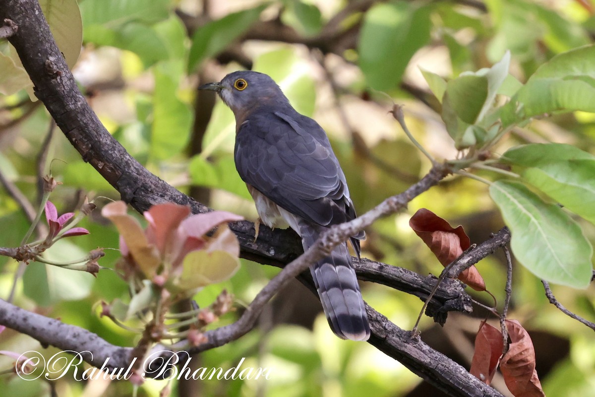 Common Hawk-Cuckoo - Rahul Bhandari