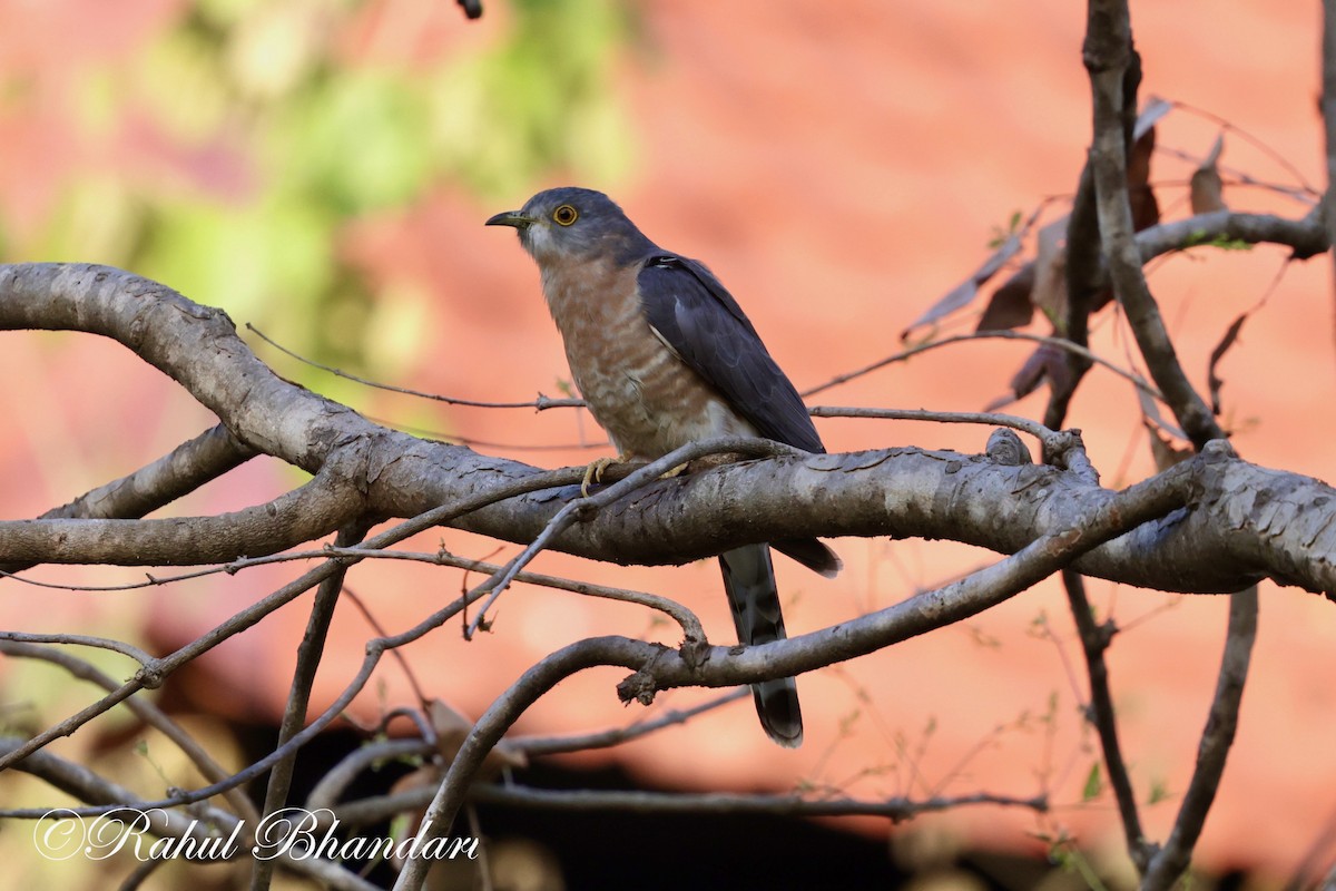 Common Hawk-Cuckoo - Rahul Bhandari