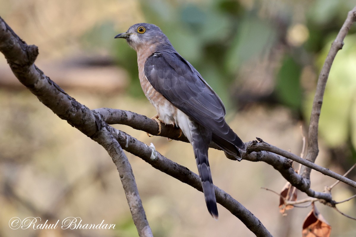 Common Hawk-Cuckoo - Rahul Bhandari