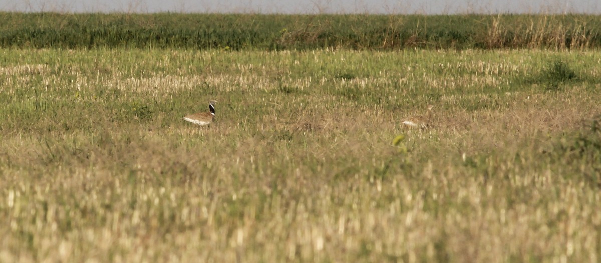 Little Bustard - Anabel&Geoff Harries