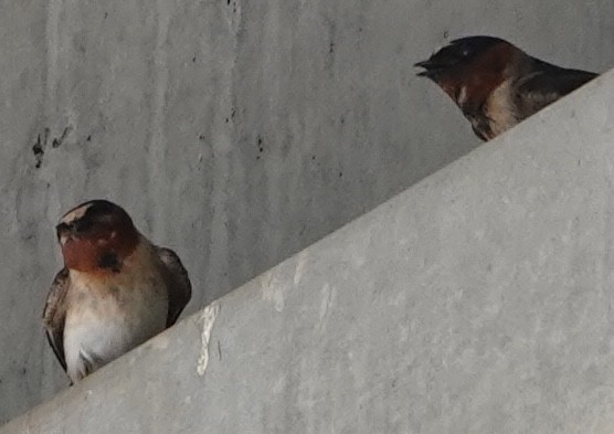 Cliff Swallow - David McDonald