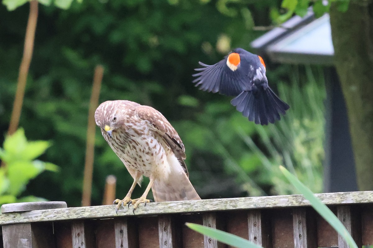 Red-shouldered Hawk - Phil Kenny