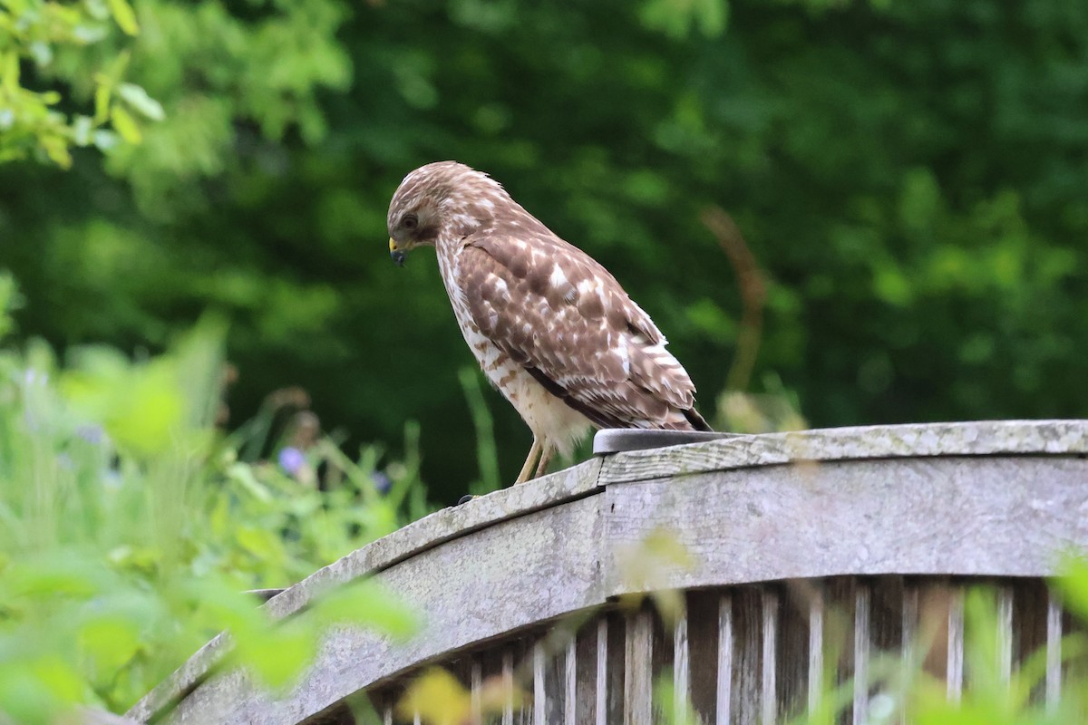 Red-shouldered Hawk - Phil Kenny