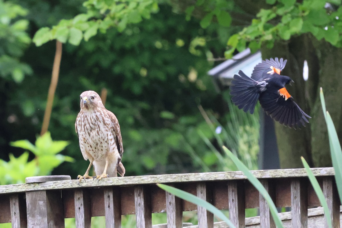 Red-shouldered Hawk - Phil Kenny