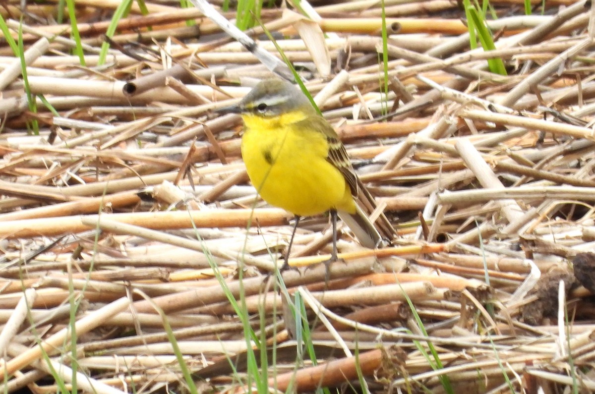 Western Yellow Wagtail - Morten Winther Dahl