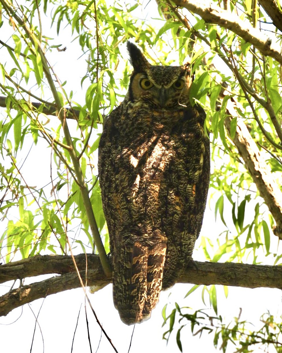 Great Horned Owl - ML619292130