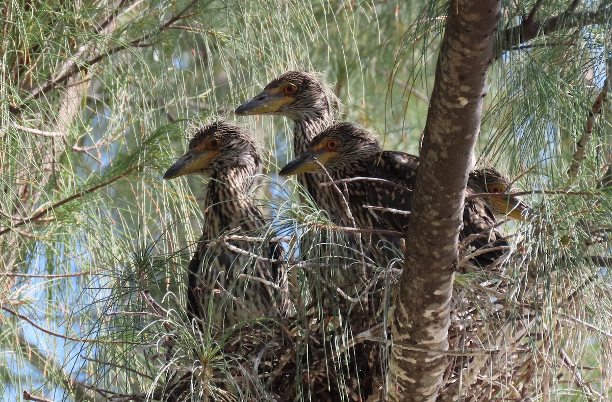 Yellow-crowned Night Heron - Susan Young