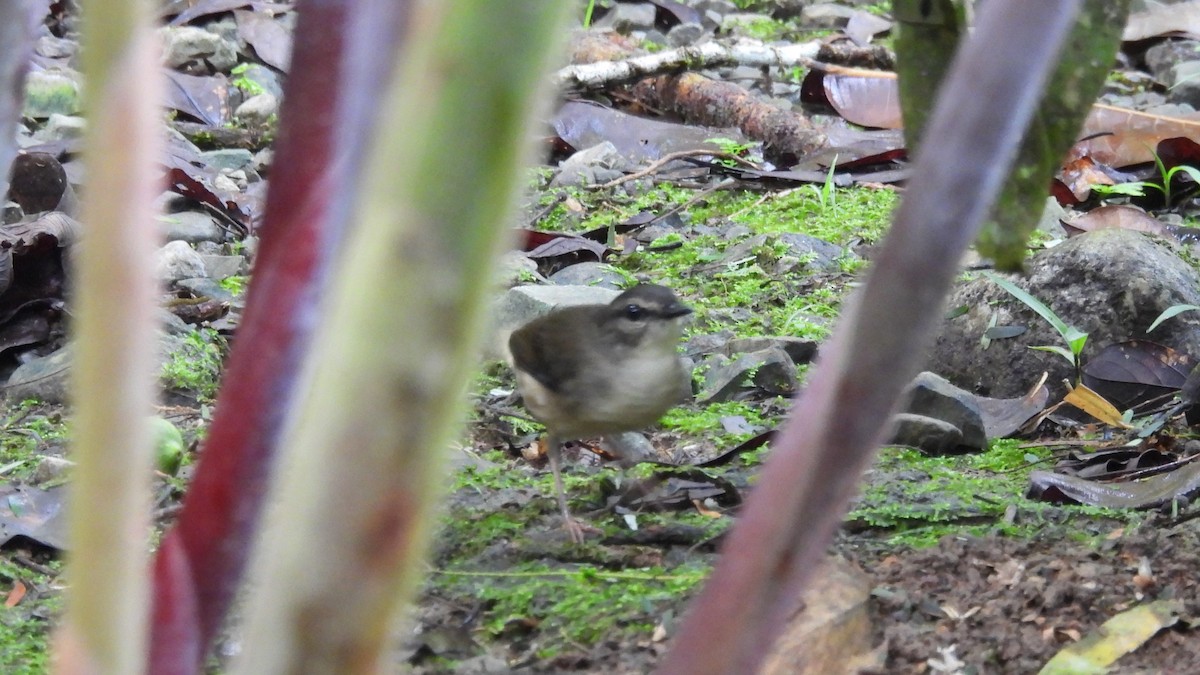 Buff-rumped Warbler - Karen Evans