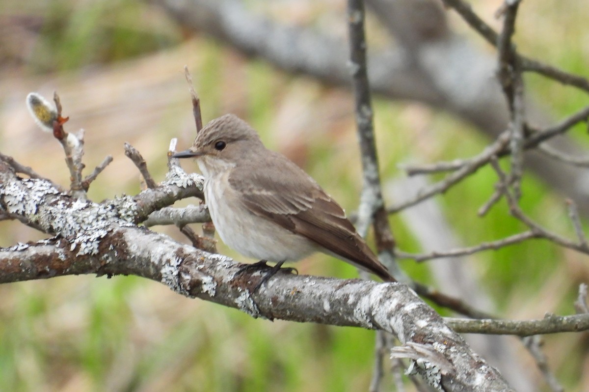 Spotted Flycatcher - Morten Winther Dahl