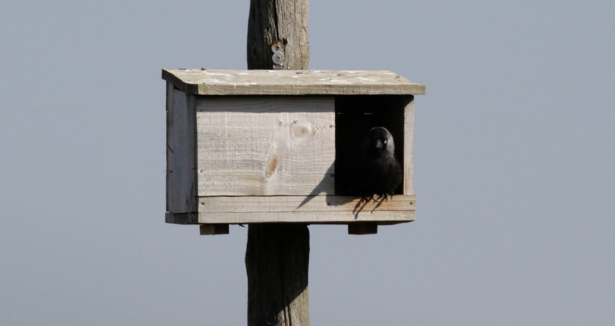 Eurasian Jackdaw - Anabel&Geoff Harries