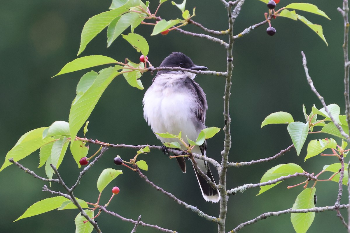 Eastern Kingbird - Phil Kenny