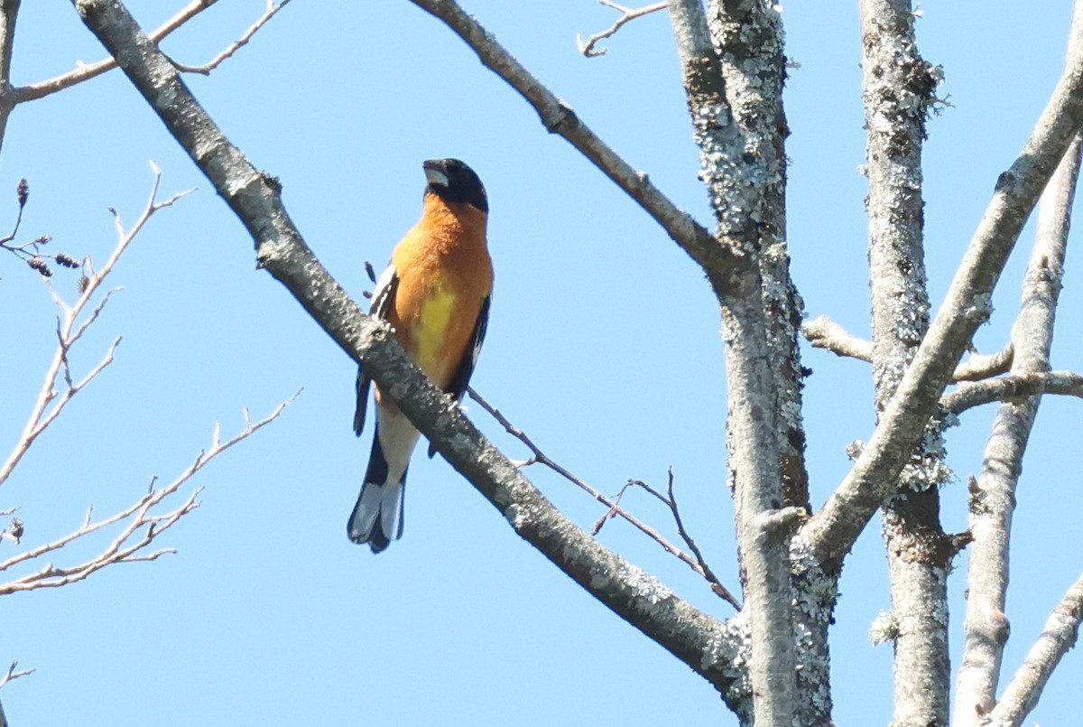 Black-headed Grosbeak - Warren Cronan