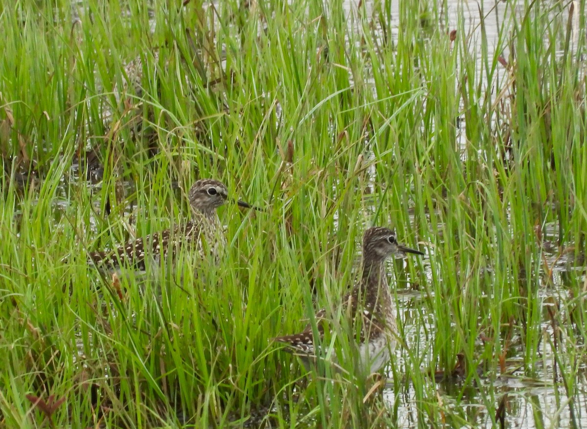 Wood Sandpiper - Morten Winther Dahl