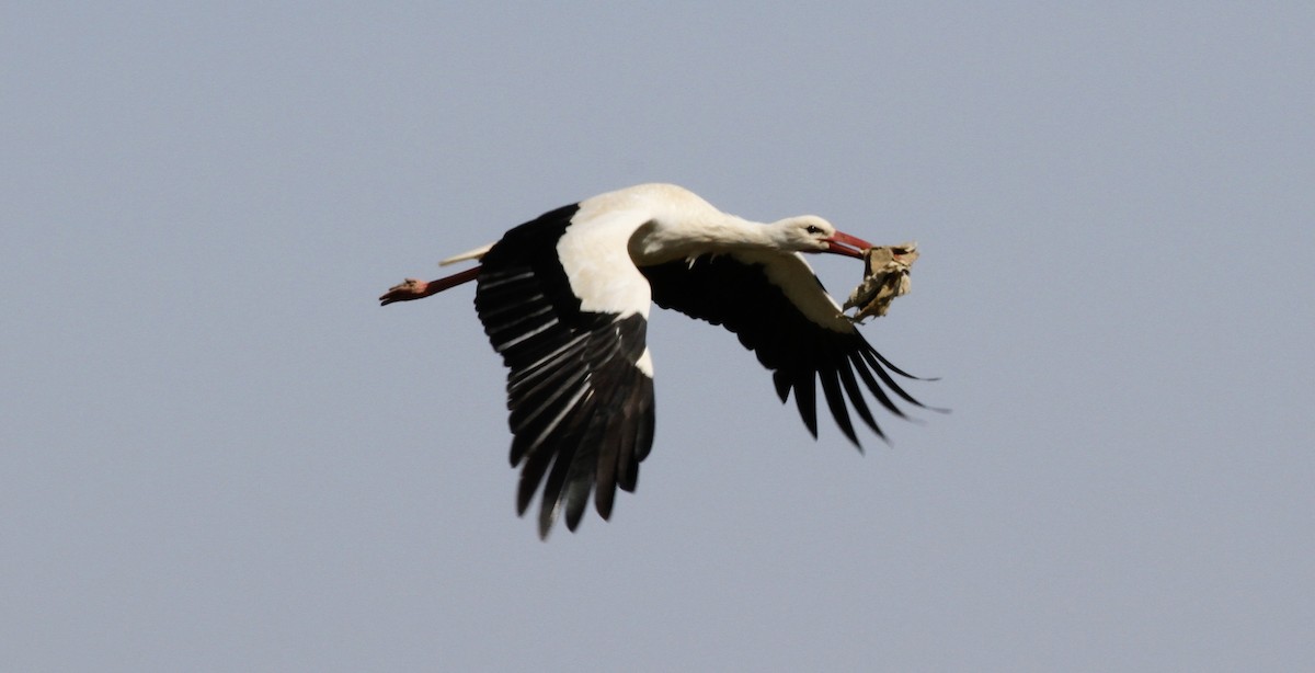 White Stork - Anabel&Geoff Harries