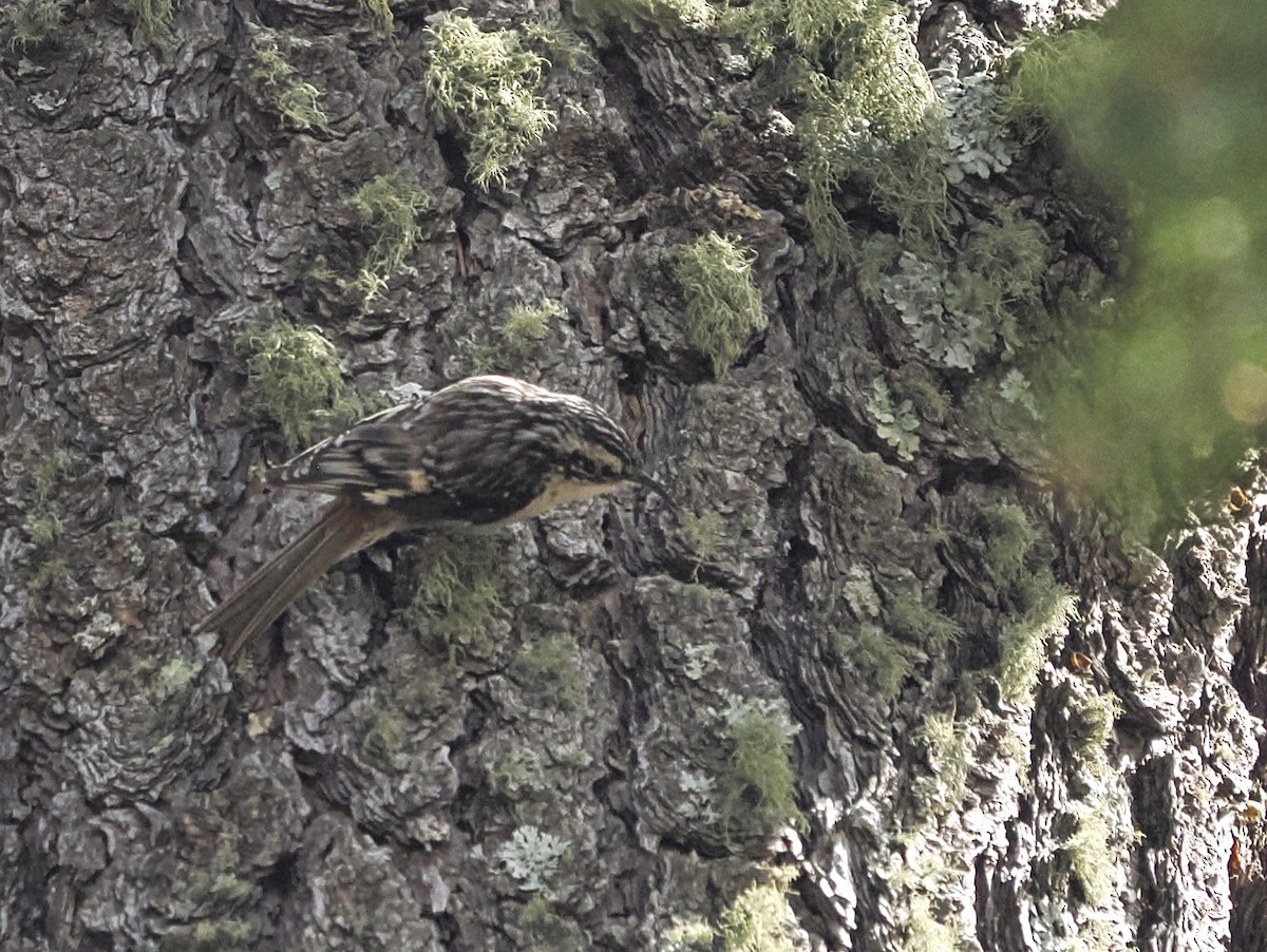 Brown Creeper - ML619292187