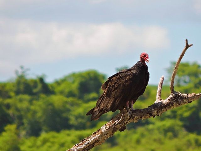 Turkey Vulture - Katryane Camile