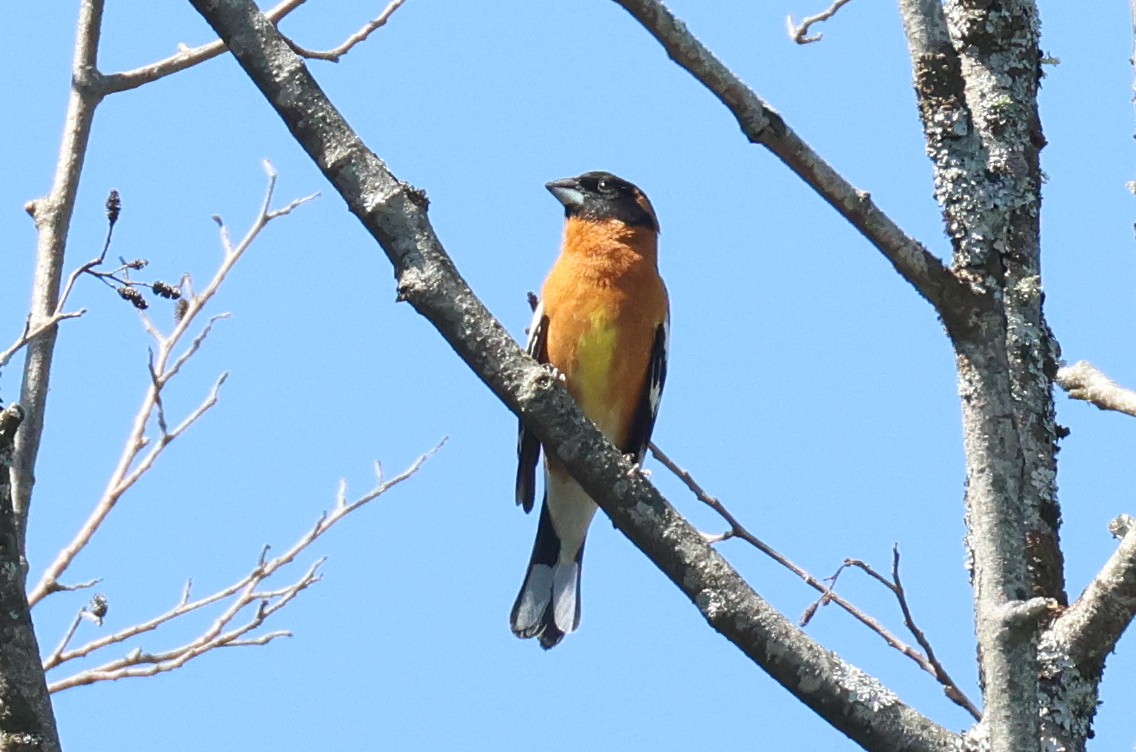 Black-headed Grosbeak - Warren Cronan