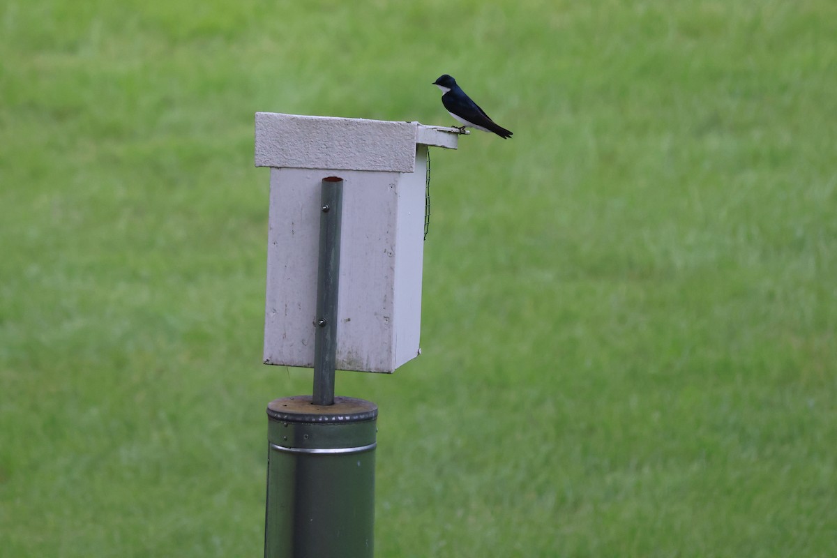 Tree Swallow - Phil Kenny