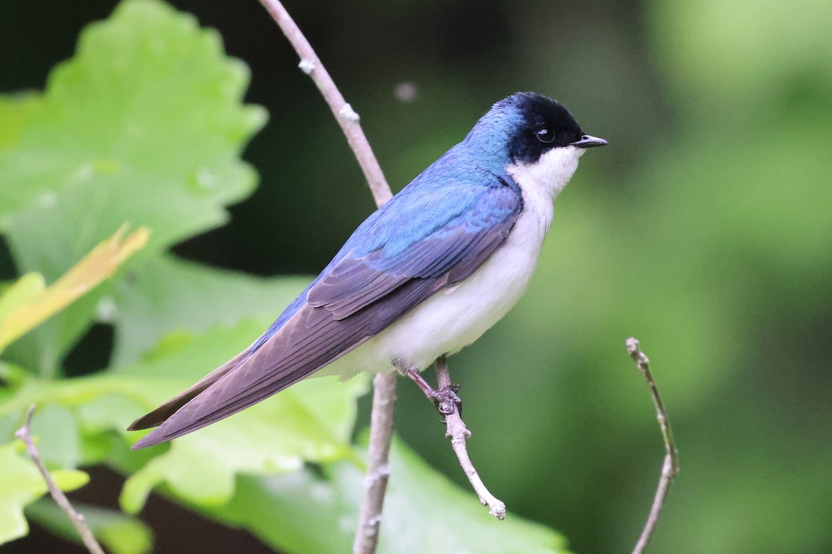 Tree Swallow - Phil Kenny