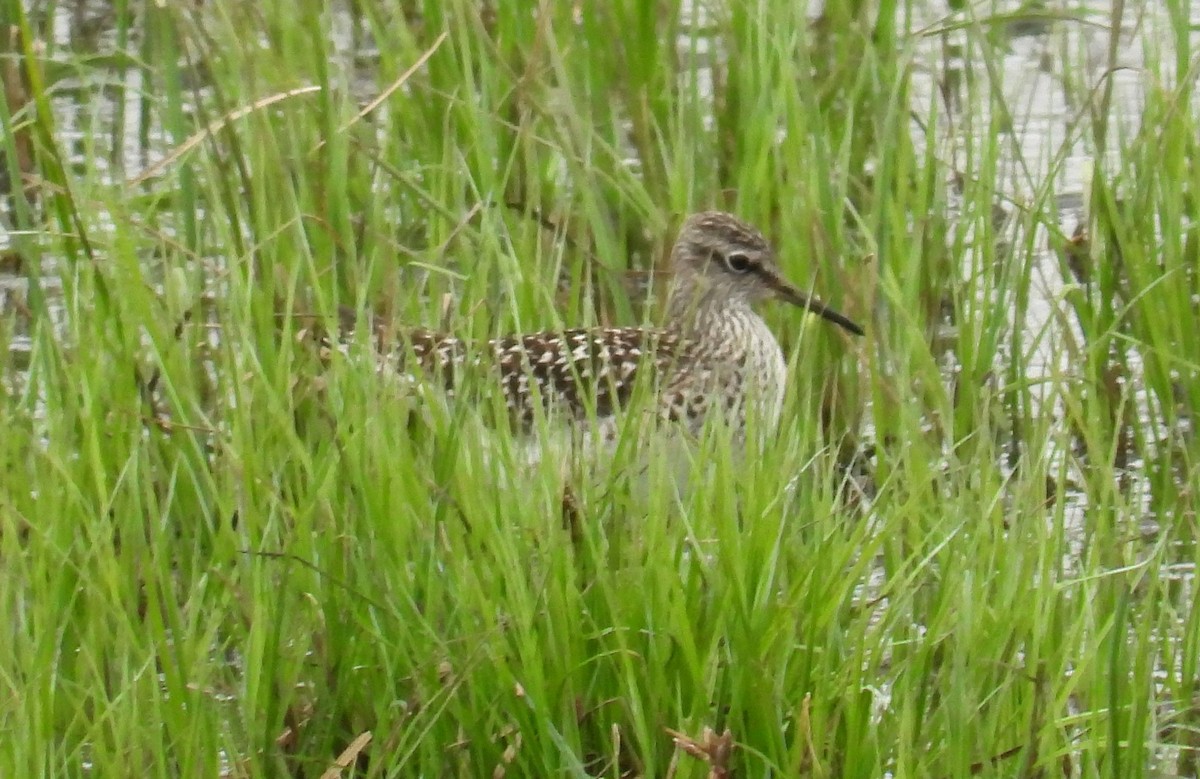 Wood Sandpiper - Morten Winther Dahl