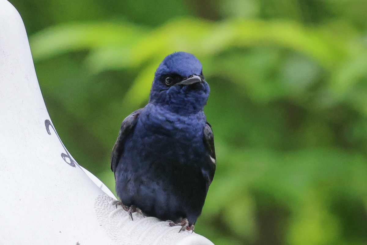 Purple Martin - Phil Kenny