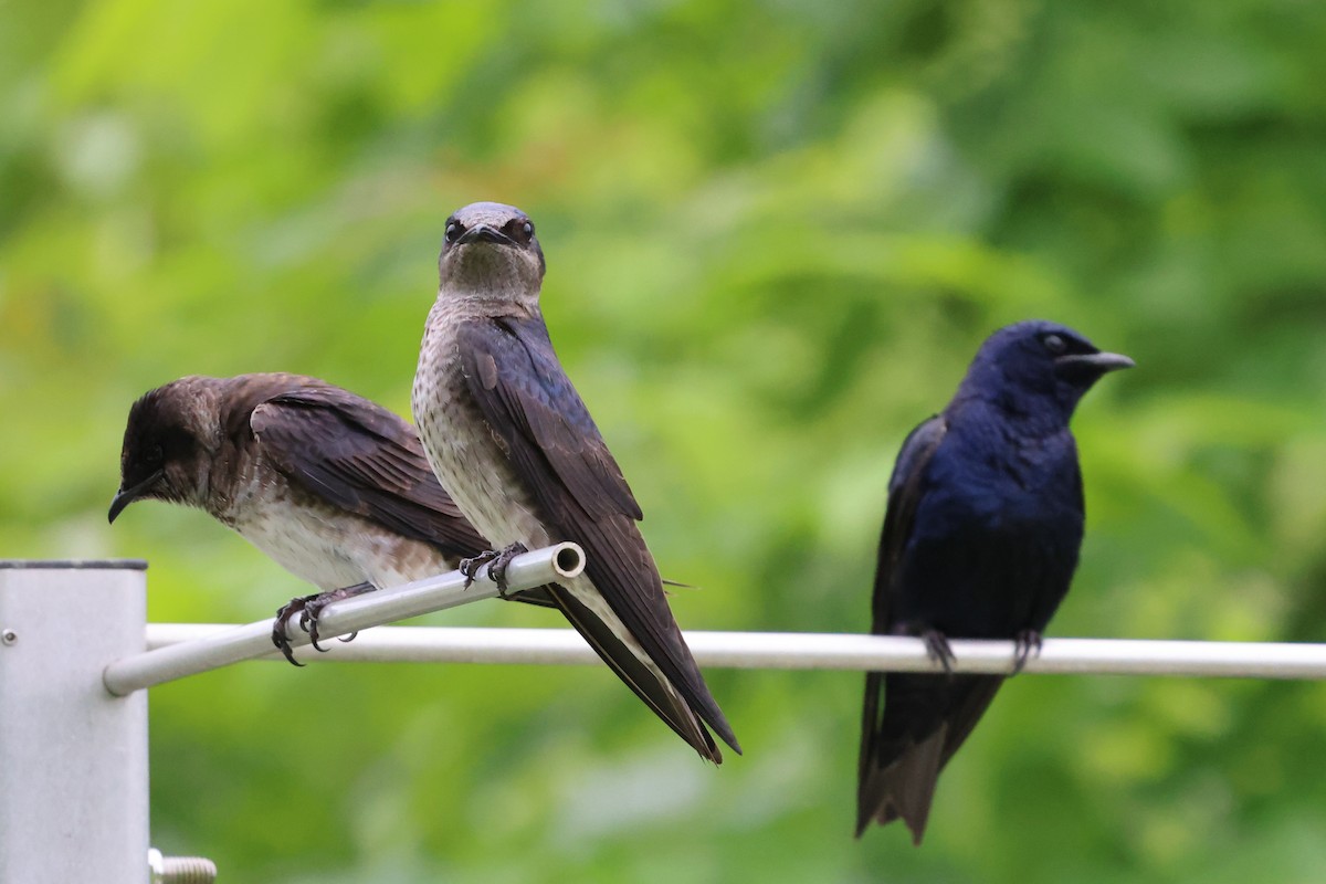 Purple Martin - Phil Kenny