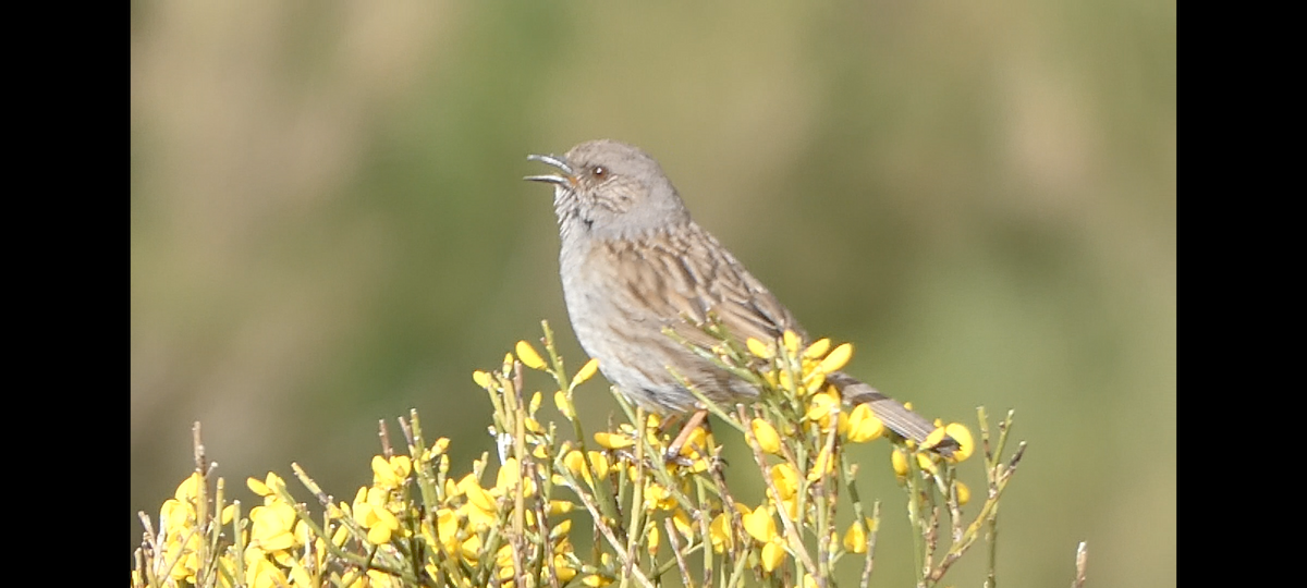 Dunnock - ML619292206