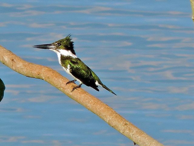 Amazon Kingfisher - Katryane Camile