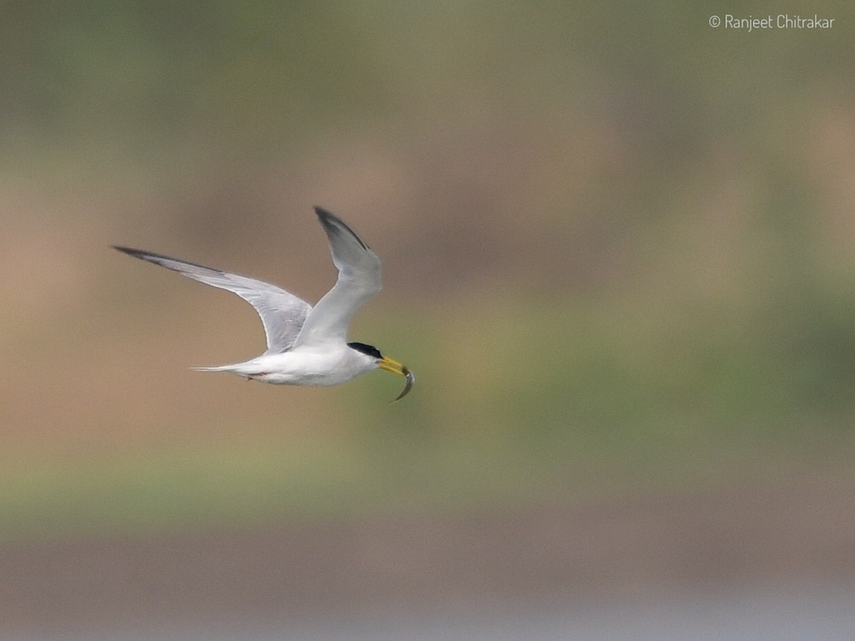 Little Tern - Ranjeet Chitrakar